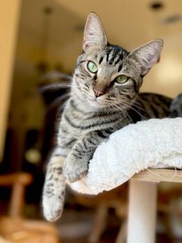 Bagel -  Domestic Short Hair Cat for Adoption in Fort Worth, Texas - Bagel | PetCurious