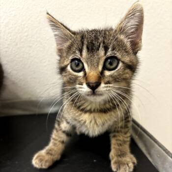 American Shorthair Cats Available for Adoption in Long Beach, California - Colt | PetCurious