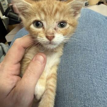 Sawyer -  Tabby Cat for Adoption in Columbia, South Carolina - Sawyer | PetCurious