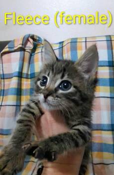 Rescue Domestic Short Hair Cats for Adoption in Newcastle, Oklahoma - Fleece 2 | PetCurious