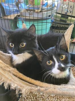 Halifax 5 -  Domestic Medium Hair Cat for Adoption in Chatham, Virginia - Halifax 5 | PetCurious