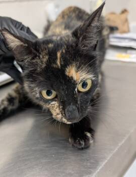 Rescue Domestic Short Hair Cats for Adoption in Gulfport, Mississippi - Eve | PetCurious