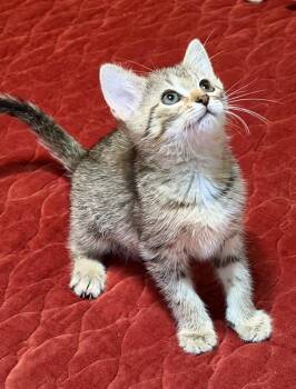 Selena -  American Shorthair Cat for Adoption in Roanoke, Alabama - Selena | PetCurious