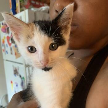Wanda -  Domestic Short Hair Cat for Adoption in Valdosta, Georgia - Wanda | PetCurious