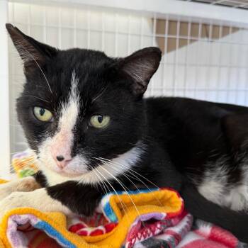 Smudge -  Domestic Short Hair Cat for Adoption in Chicago, Illinois - Smudge | PetCurious