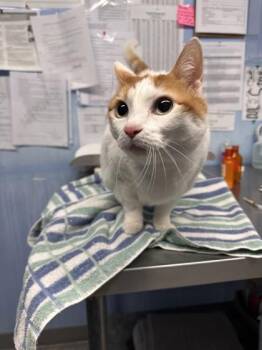 CC -  Domestic Short Hair Cat for Adoption in Roseville, California - CC | PetCurious