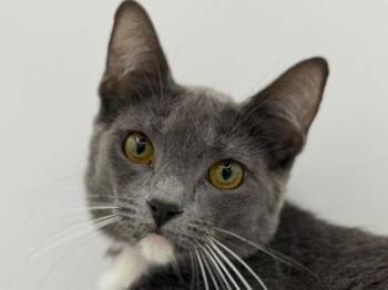 Domestic Short Hair Cats Available for Adoption in Portland, Oregon - Velma | PetCurious