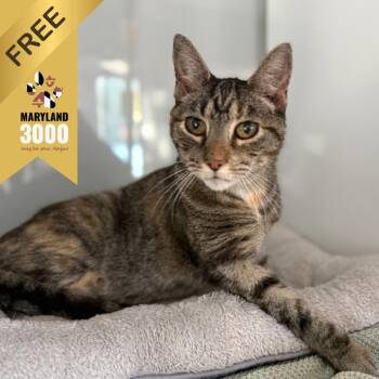Willow -  Domestic Short Hair Cat for Adoption in Ridgely, Maryland - Willow | PetCurious