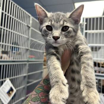 Obi-Wan -  Domestic Short Hair Cat for Adoption in Huntsville, Alabama - Obi-Wan | PetCurious