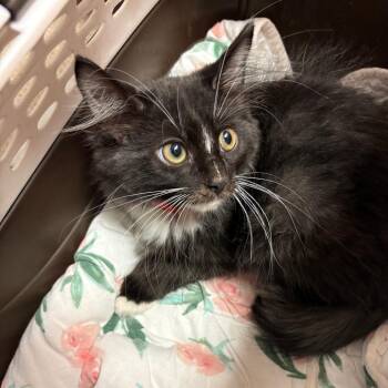 Bobimble -  Domestic Short Hair Cat for Adoption in South Elgin, Illinois - Bobimble | PetCurious