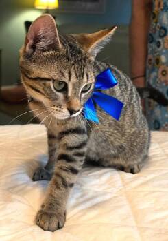 Bean -  Tabby and American Shorthair Cat for Adoption in Magnolia Springs, Alabama - Bean | PetCurious