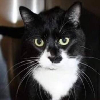 Rescue Domestic Short Hair Cats for Adoption in Nampa, Idaho - Black Jack | PetCurious