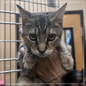 Sweetie -  Domestic Medium Hair Cat for Adoption in Midland, Texas - Sweetie | PetCurious