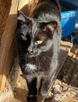 Rescue Domestic Short Hair Cats for Adoption in Norco, California - ONYX | PetCurious