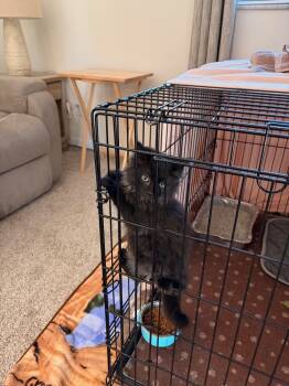 Rescue Domestic Medium Hair Cats for Adoption in Dayton, Ohio - Ricky | PetCurious