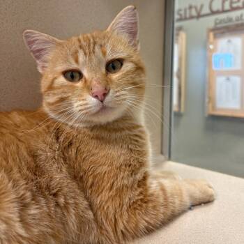 Rescue Domestic Short Hair Cats for Adoption in Rifle, Colorado - Jack O Lantern | PetCurious