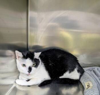 Chaplin -  Domestic Short Hair Cat for Adoption in Petersburg, Virginia - Chaplin | PetCurious