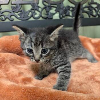 Toyota -  Domestic Short Hair Cat for Adoption in Defiance, Ohio - Toyota | PetCurious