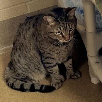 Domestic Short Hair and Extra Toes Cat Hemingway Polydactyl Cats Available for Adoption in Riverside, California - Rocco | PetCurious