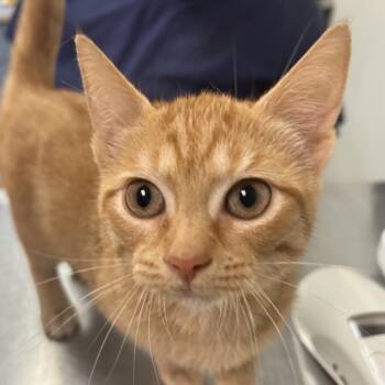Unicorn Sparkle -  Domestic Short Hair Cat for Adoption in Charleston, West Virginia - Unicorn Sparkle | PetCurious