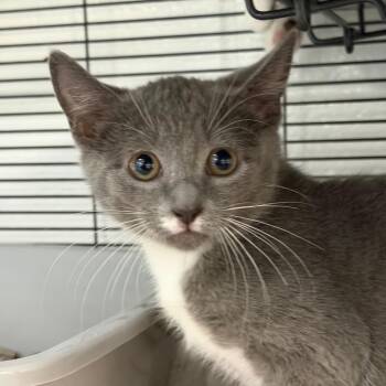 Ruffles -  Domestic Short Hair Cat for Adoption in Hampton Bays, New York - Ruffles | PetCurious