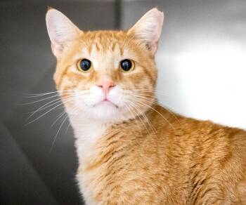 Travolta -  Domestic Short Hair Cat for Adoption in Monroe, Georgia - Travolta | PetCurious