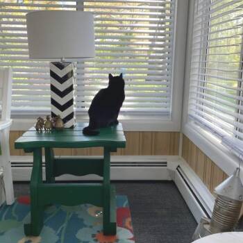 Domestic Short Hair Cats Available for Adoption in West Olive, Michigan - Elevator | PetCurious