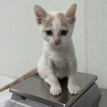 Rhodes -  Domestic Short Hair Cat for Adoption in Salt Lake City, Utah - Rhodes | PetCurious
