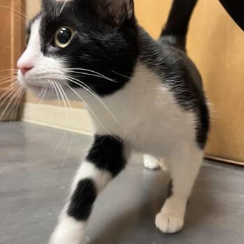 Domestic Short Hair and Tuxedo Cats Available for Adoption - Josie Geller | PetCurious