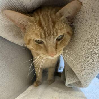 Stephen -  Domestic Short Hair Cat for Adoption in Pittsburgh, Pennsylvania - Stephen | PetCurious
