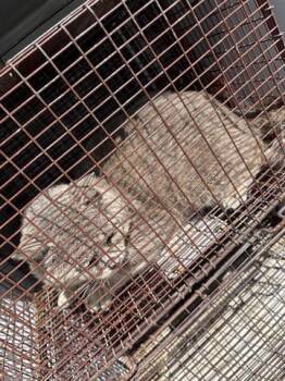 Domestic Short Hair Cats Available for Adoption in Houston, Texas - A654470 | PetCurious