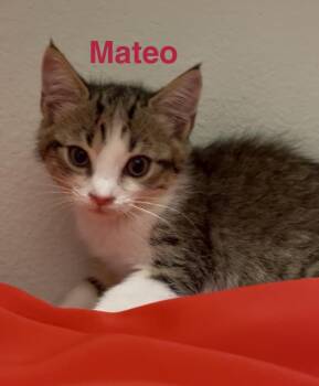 Tabby Cats Available for Adoption in Casselberry, Florida - Mateo | PetCurious