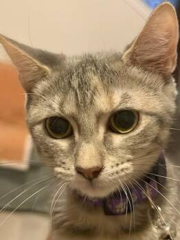 Wendy (BC) -  American Shorthair Cat for Adoption in Schertz, Texas - Wendy (BC) | PetCurious