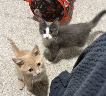 Bunny -  Domestic Long Hair Cat for Adoption in Chicago, Illinois - Bunny | PetCurious