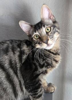 Rescue Domestic Short Hair Cats for Adoption in Salinas, California - Kevin | PetCurious
