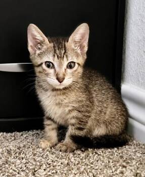 Clay (pre adopt) -  Domestic Short Hair Cat for Adoption in Fort Worth, Texas - Clay (pre Adopt) | PetCurious