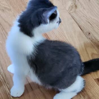 Ash -  Domestic Short Hair Cat for Adoption in Traverse City, Michigan - Ash | PetCurious
