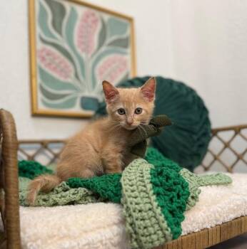 Tabby and Domestic Short Hair Cats Available for Adoption in Friendswood, Texas - Raphael Pounce A Lot | PetCurious