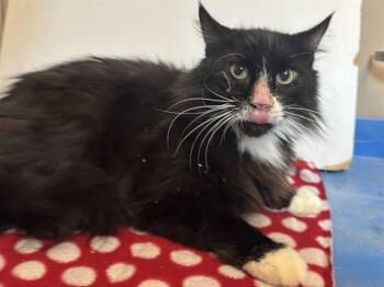 ERNESTO -  Domestic Long Hair Cat for Adoption in Sacramento, California - ERNESTO | PetCurious