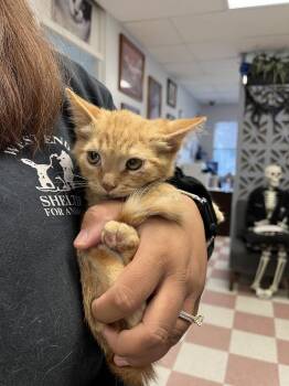 Duke -  Domestic Medium Hair Cat for Adoption in Ontario, California - Duke | PetCurious