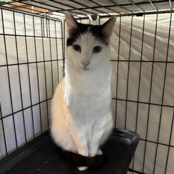 Rescue Domestic Short Hair Cats for Adoption in Mokena, Illinois - Buzz | PetCurious