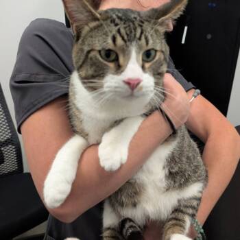 Rescue Domestic Short Hair Cats for Adoption in Des Moines, Iowa - Mello | PetCurious