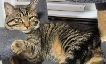 Monchito -  Domestic Short Hair Cat for Adoption in New York, New York - Monchito | PetCurious