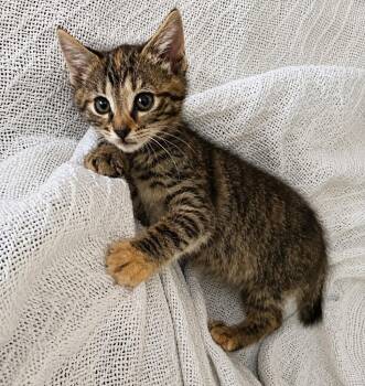 Domestic Short Hair and American Bobtail Cats Available for Adoption in Sebastian, Florida - Puck | PetCurious