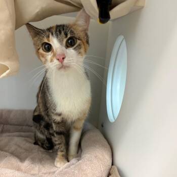 Mewmew -  Domestic Short Hair Cat for Adoption in League City, Texas - Mewmew | PetCurious