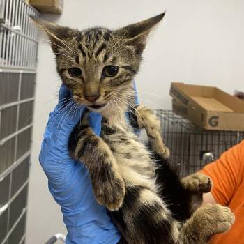 WAGS-Stray-22265 -  Domestic Short Hair Cat for Adoption in Westminster, California - WAGS-Stray-22265 | PetCurious