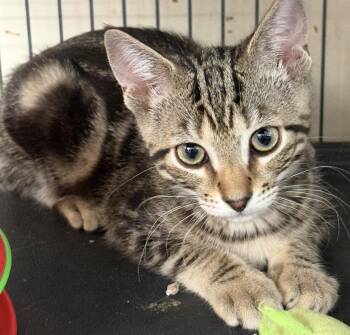 ROMULOUS -  Tabby Cat for Adoption in Smithtown, New York - ROMULOUS | PetCurious