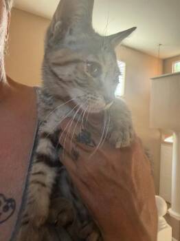 MERB -  Domestic Short Hair Cat for Adoption in Long Beach, California - MERB | PetCurious