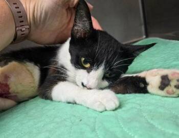 Rue -  Domestic Short Hair Cat for Adoption in Sullivan, Indiana - Rue | PetCurious