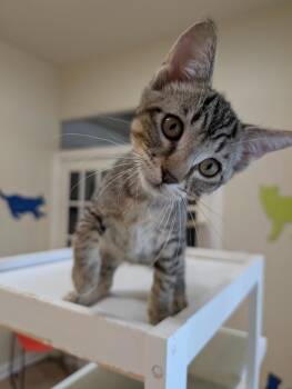 Hermes -  Domestic Short Hair Cat for Adoption in Magnolia, Texas - Hermes | PetCurious